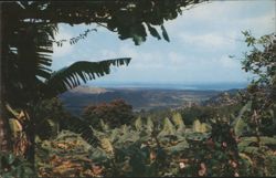 View from Tropical Rain Forest, El Yunque, Puerto Rico Postcard