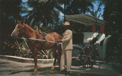 Royal Victoria Hotel Nassau Bahamas Horse Nellie Chrome PC Postcard