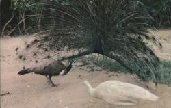 Peacock Courting Dance at Ardastra Gardens Postcard
