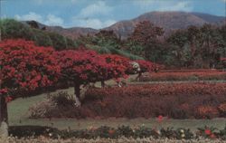 Royal Botanic Gardens, Hope, Kingston, Jamaica Postcard