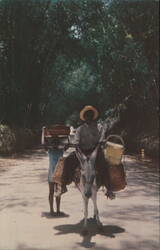 Local Transportation through Bamboo Grove, Jamaica Postcard