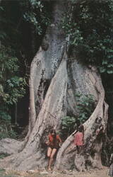 Giant Cotton Wood Tree, Jamaica Postcard