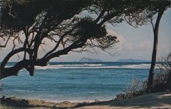 Windswept Trees on Windward Coast, Bequia Postcard