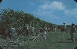Cane Cutters, St. Croix, Virgin Islands Postcard