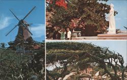 Aruba, Windmill, Wilhelmina Park, Divi-Divi Tree Postcard