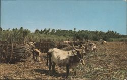 Farmers Loading Sugarcane, Fiji Postcard