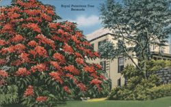 Royal Poinciana Tree, Bermuda Postcard