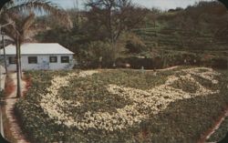 Easter Lilies in Outline of Map, Bermuda Postcard