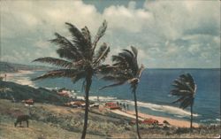 Windblown Palm Trees, Bathsheba Coast, Barbados Postcard