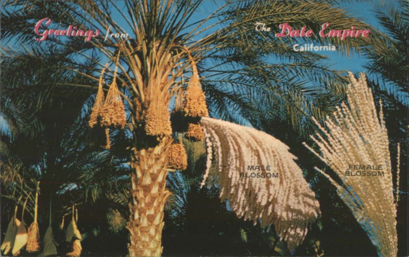Date Empire Palms with Male & Female Blossoms Indio California
