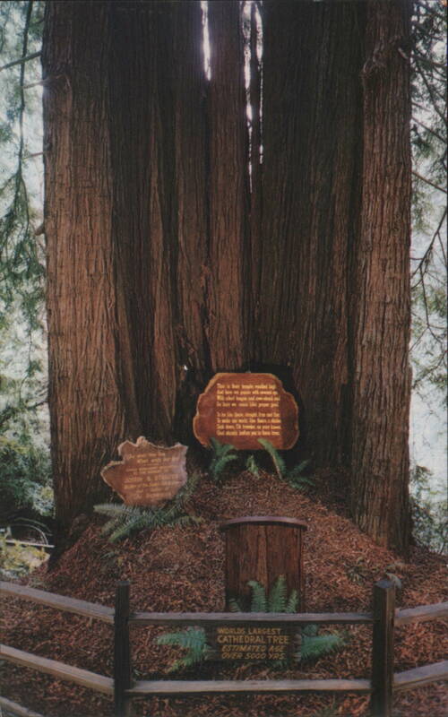 World's Largest Cathedral Tree, Redwood Highway California