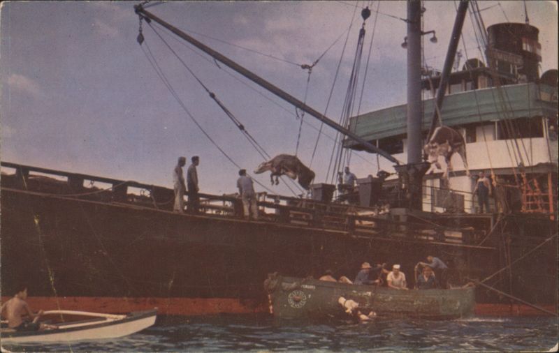 Cattle Loading at Kailua Bay, Kona Coast, Hawaii