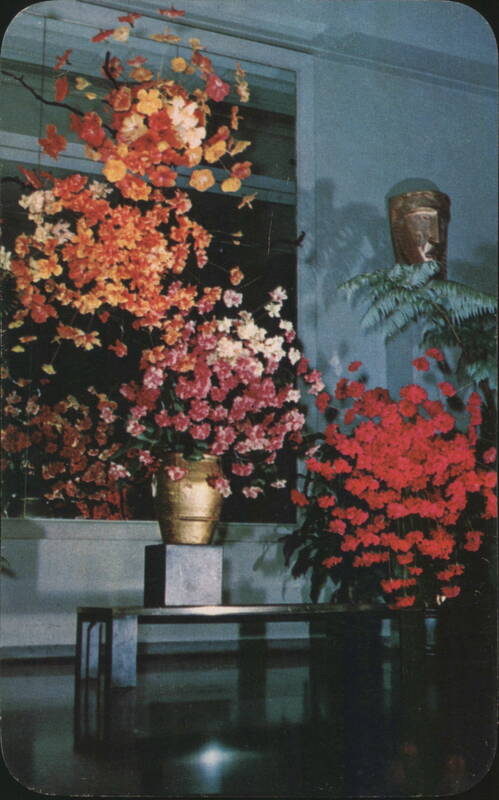 Hibiscus Tree Display at Royal Hawaiian Hotel Honolulu