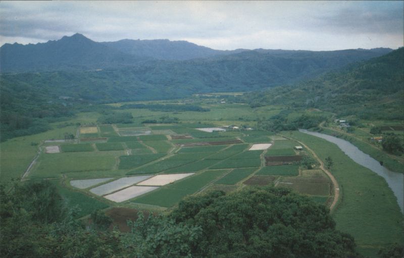 Hanalei Valley with Taro Fields, Kauai Hawaii