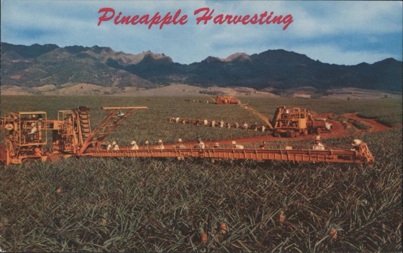 Pineapple Harvesting in Hawaii with Modern Machinery