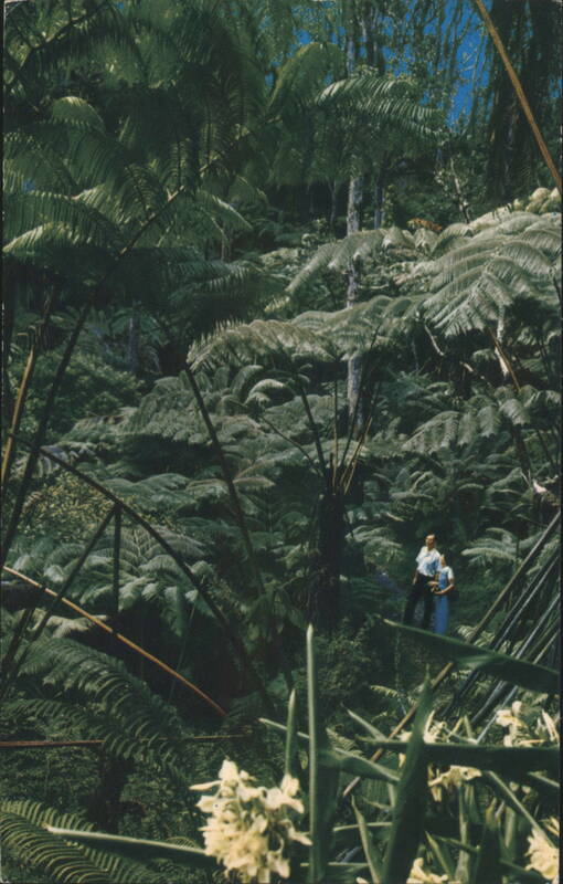 Tree Fern Forest at Kilauea Crater, Hawaii STEWART FERN