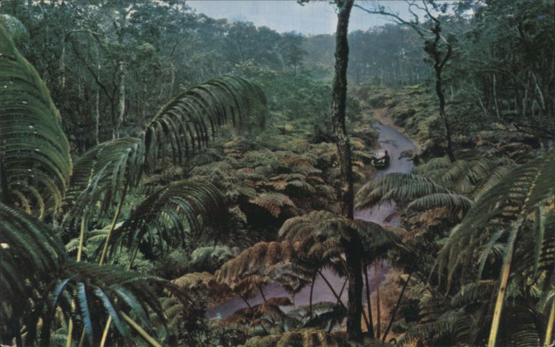Fern Forest, Hawaiian National Forest with Giant Fronds