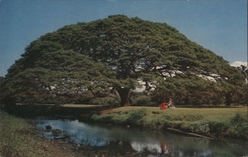 Hawaiian Monkey Pod Tree, Most Perfectly Shaped Honolulu