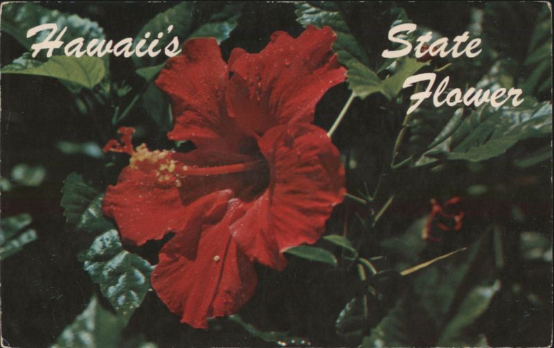 Hawaii's Red Hibiscus State Flower Honolulu