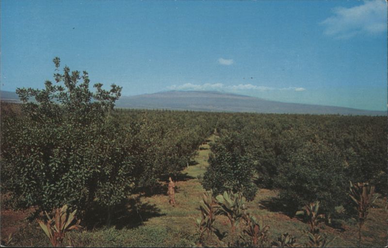 Keaau Orchard with Mauna Kea in Distance, Hawaii R. T. Kanemori