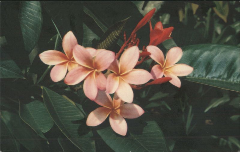 Pink Plumeria Hawaiian Flower