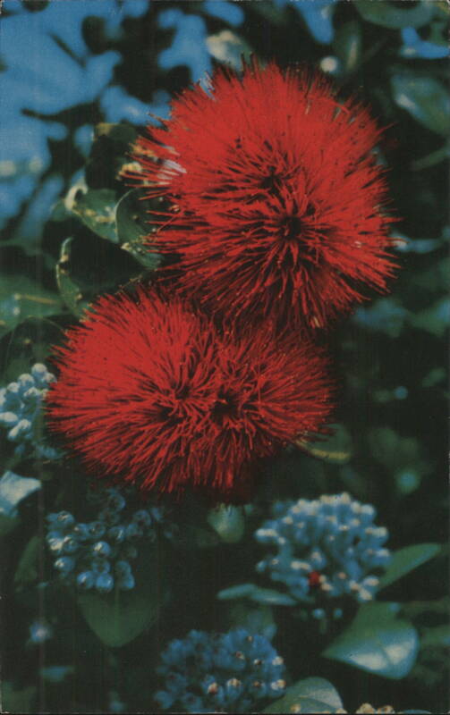 Scarlet Ohia Lehua Red Blossoms Honolulu Hawaii Millard C. Mundy