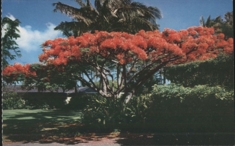 Flame Tree, Royal Poinciana in Hawaii Photo Hawaii