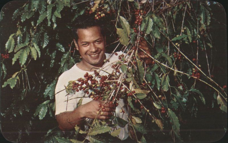 Hawaiian Man with Kona Coffee Berries Billy Howell
