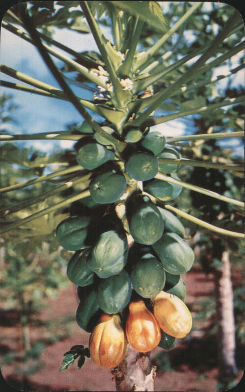 Papaya Tree with Fruit, Hawaiian Views Honolulu Bud Thuener