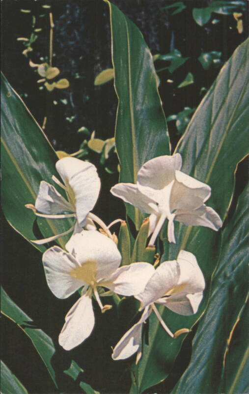 White Ginger Flowers for Leis in Hawaii Honolulu Mike Roberts