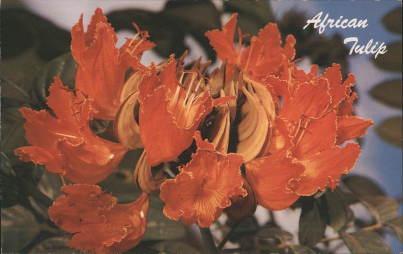 African Tulip Blossoms in Hawaii