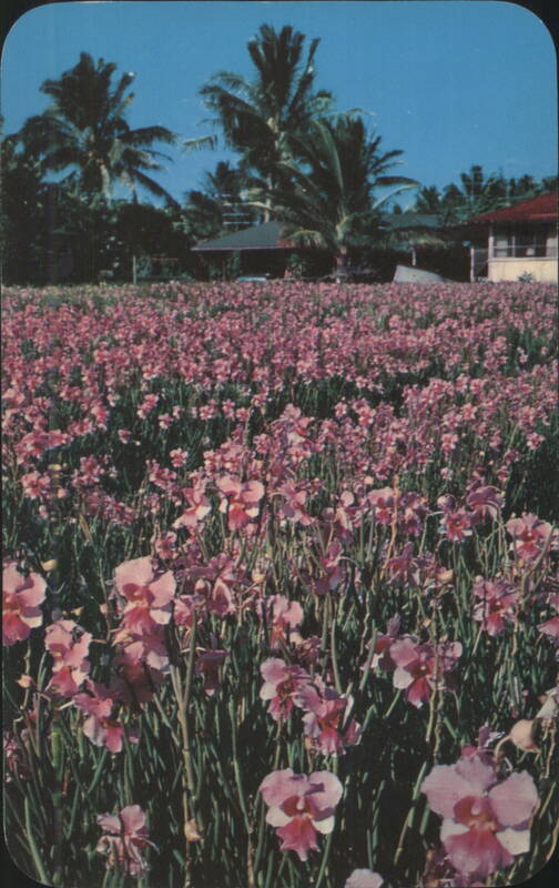 Field of Vanda 'Miss Joaquim' Orchids, Hawaii Bud Thuener