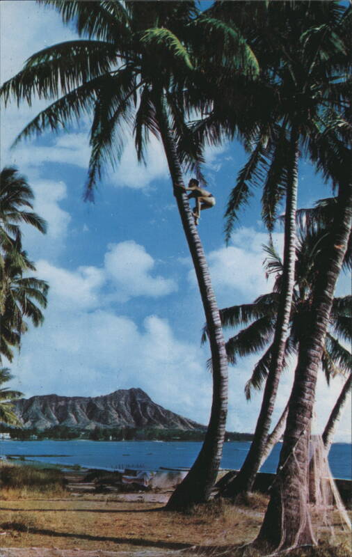 Tree Climber with Diamond Head in Waikiki Honolulu Hawaii