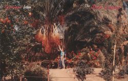 Date Harvest in The Date Empire, Indio, CA Postcard
