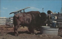 Giant Buffalo Black Barney at Buffalo Ranch Postcard