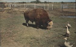 Unusual White Face Buffalo at Buffalo Ranch Postcard