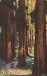 Redwood Empire Tour with Car on Winding Road Postcard