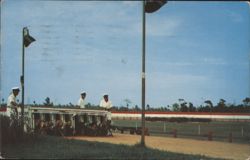 Greyhound Racing at Volusia County Kennel Club Postcard
