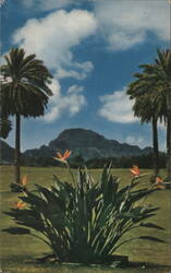 Kauai Inn, Lihue - Bird of Paradise Flowers and Palms Postcard