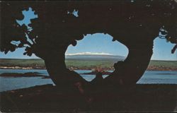 Mauna Kea View through Tree Silhouette Postcard