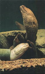 Hawaiian Moray Eels at Shedd Aquarium Postcard