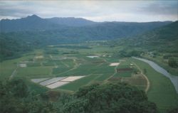 Hanalei Valley with Taro Fields, Kauai Postcard