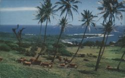 Hawaiian Cowboys Herding Cattle on Haleakala Slopes, Hana Ranch Postcard