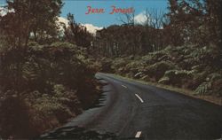 Fern Forest in Hawaii Volcanoes National Park Postcard