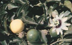 Yellow Lilikoi (Passion Fruit) and Flower Postcard
