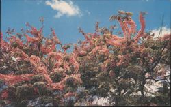 Pink Shower Trees in Bloom, Hawaii Postcard