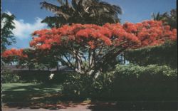 Flame Tree, Royal Poinciana in Hawaii Postcard