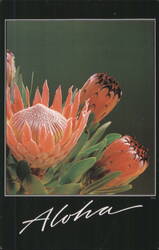 Aloha Protea Flowers of Maui Postcard