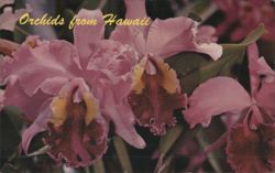 Orchids from Hawaii Postcard