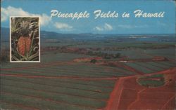 Pineapple Fields in Hawaii with close-up of fruit Postcard